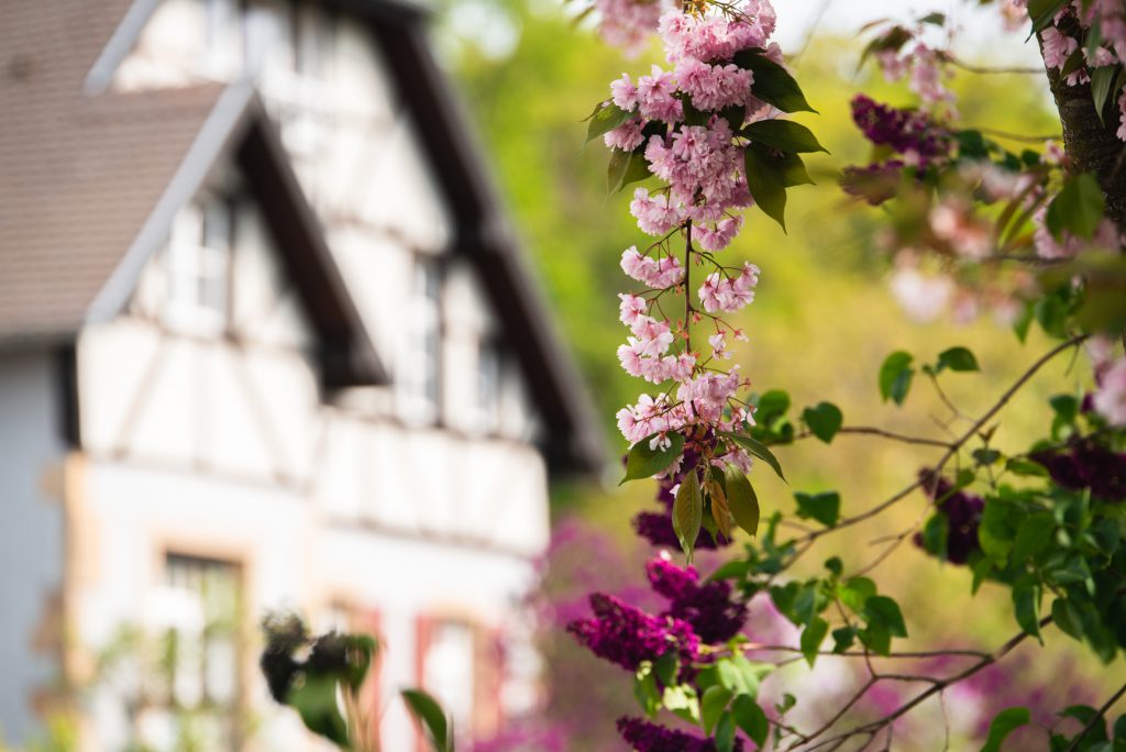 Blüte in einem hübschen, kleinen Dorf